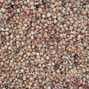 SORGO ROJO 25KG                         