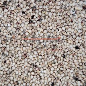 SORGO BLANCO (DARI) 25 KG               