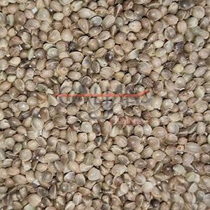 CAÑAMON GIGANTE BOLSA 3,5 KG            