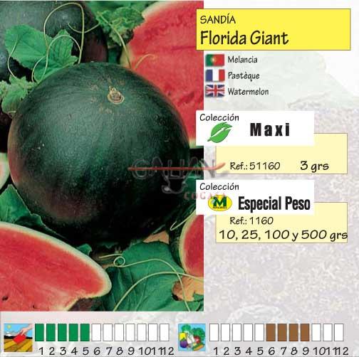 SANDIA FLORIDA GIANT. "MAXI"            