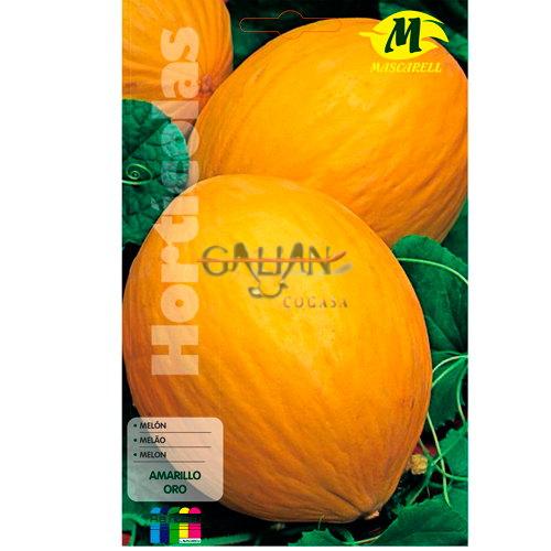 MELON AMARILLO ORO "MAXI"               