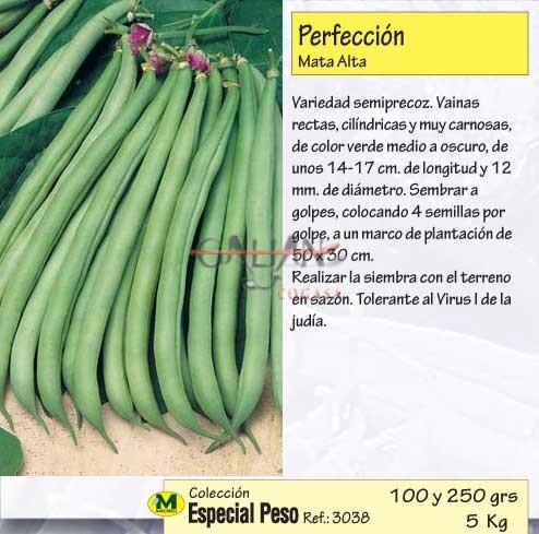 JUDIA PERFECCION 100 GR                 