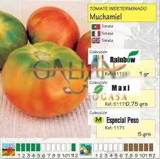 TOMATE MUCHAMIEL "MAXI"                 