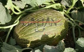 MELON PIEL DE SAPO "MAXI"               