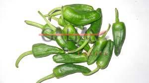 PIMIENTO DE PADRON "MAXI"               