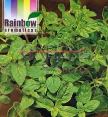 OREGANO COMUN "RAINBOW"                 