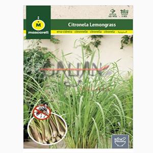 CITRONELA LEMONGRASS "RAINBOW"          